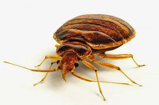 AAA Exterminating Co Picture 5