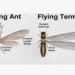 AAA Exterminating Co