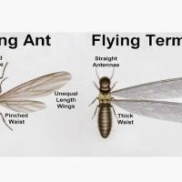 AAA Exterminating Co ico