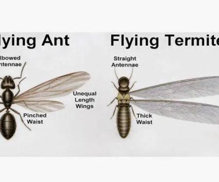 AAA Exterminating Co