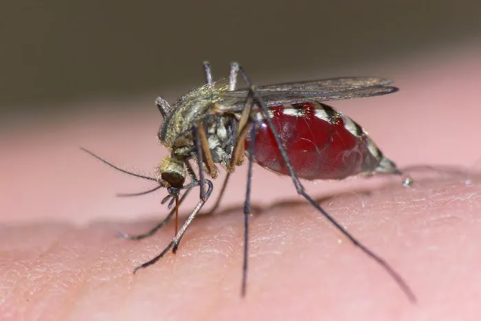 Mosquito One Picture 5