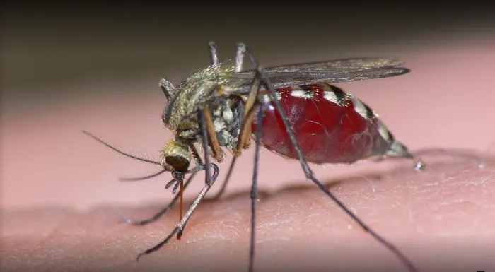 Mosquito One Picture 7