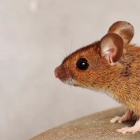 Solidified Pest Control ico