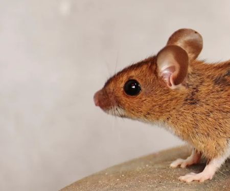 Solidified Pest Control