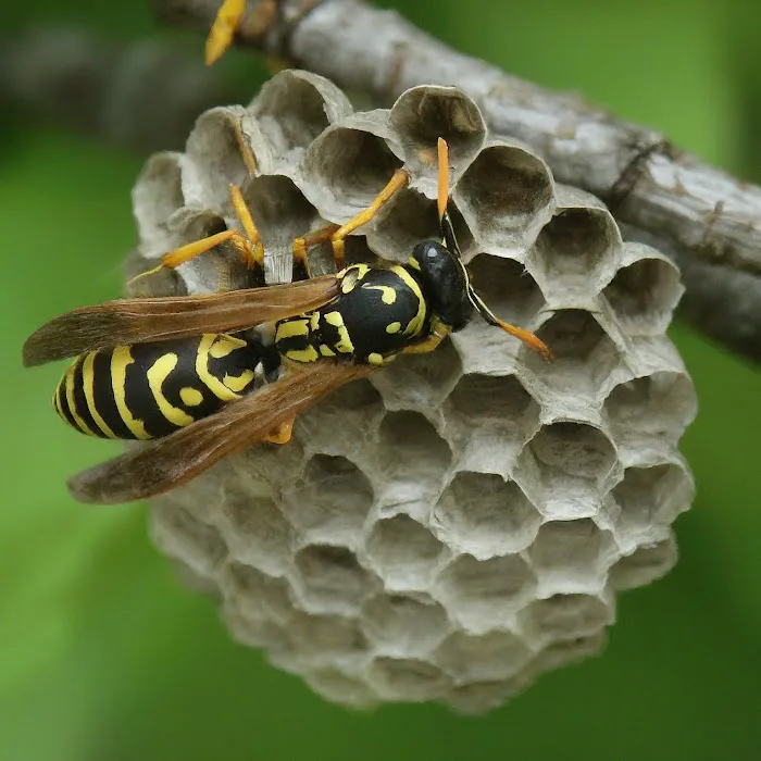 Solidified Pest Control Picture 3