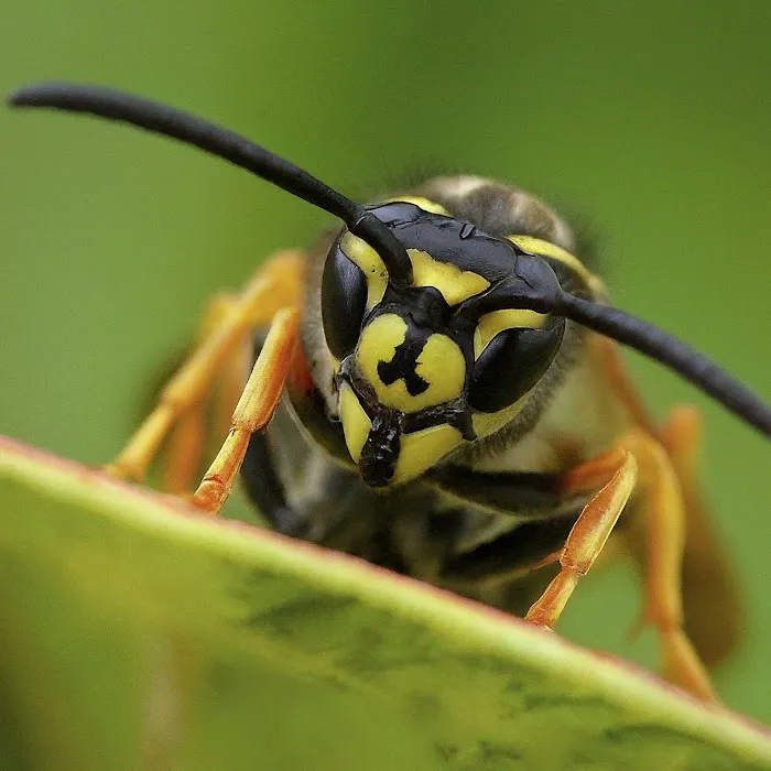 Solidified Pest Control Picture 6