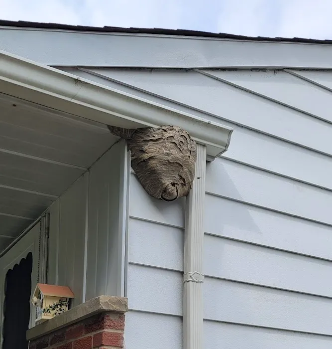 Solidified Pest Control Picture 7