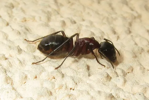 Solidified Pest Control Picture 4
