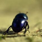 Pest Control Ann Arbor MI