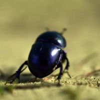 Pest Control Ann Arbor MI ico