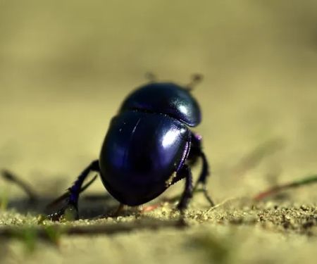 Pest Control Ann Arbor MI
