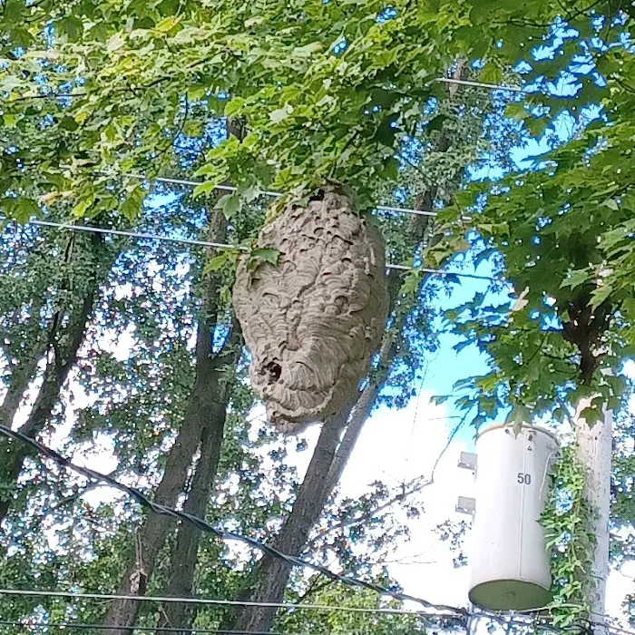 Blessed Pest Solutions Picture 4