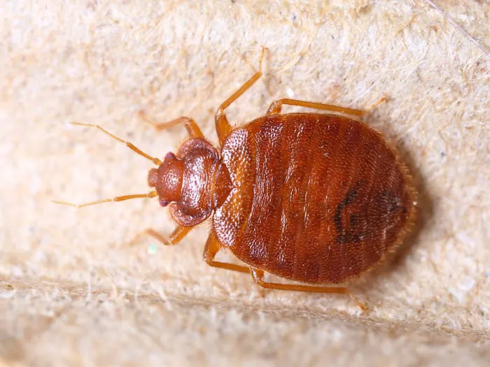 Blessed Pest Solutions Picture 9