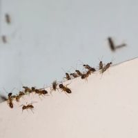 Stop Pest Control Power Washing Inc. ico