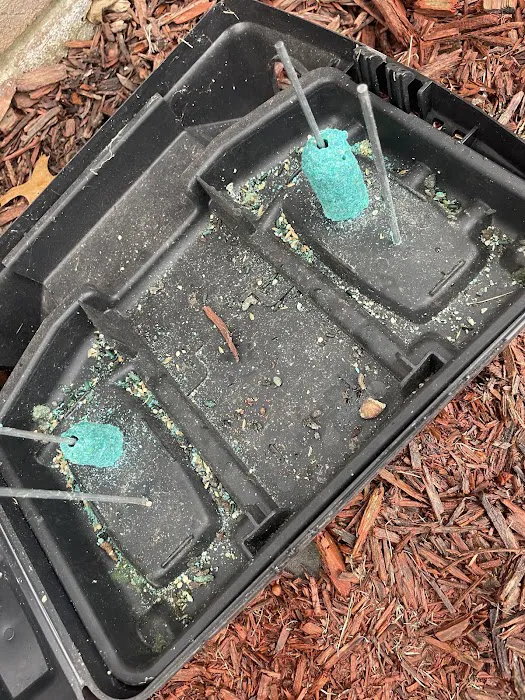 Greenix Pest Control Picture 5