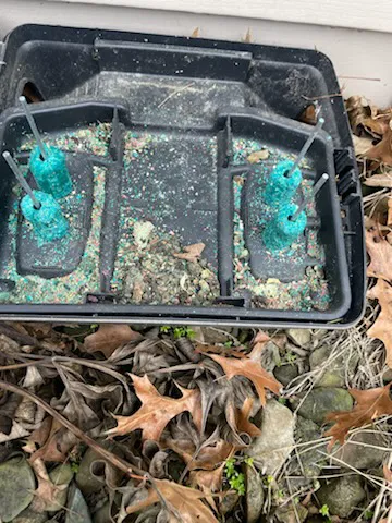 Greenix Pest Control Picture 4