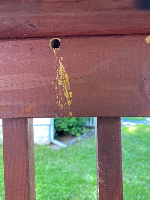 Apex Pest Control Picture 6