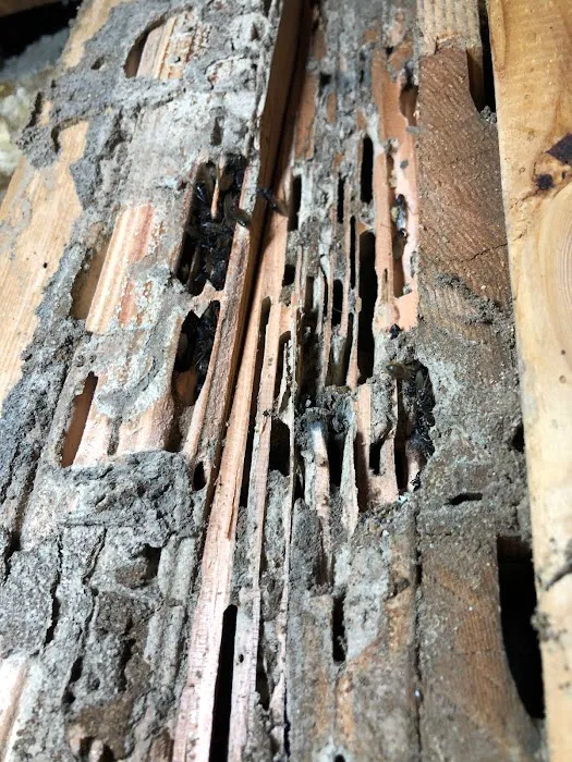 Apex Pest Control Picture 3