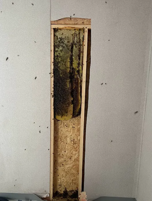 Jacob’s Beekeeping & Removal LLC Picture 5