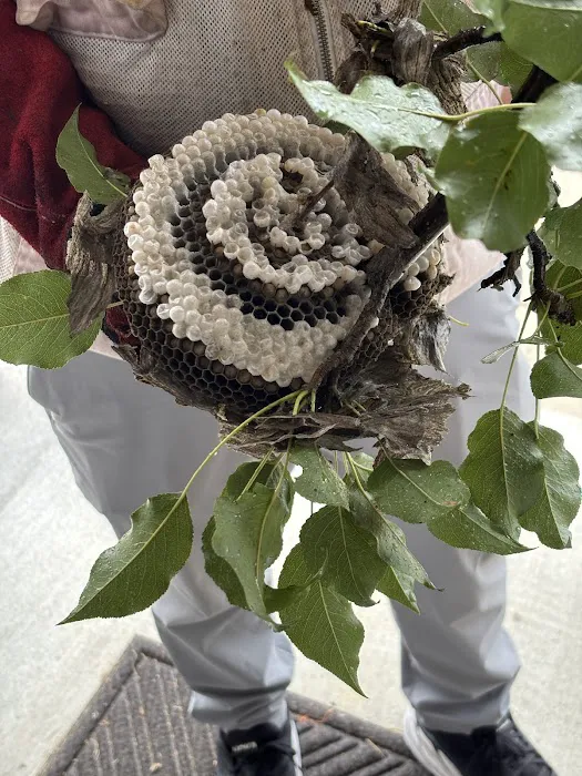 Jacob’s Beekeeping & Removal LLC Picture 2