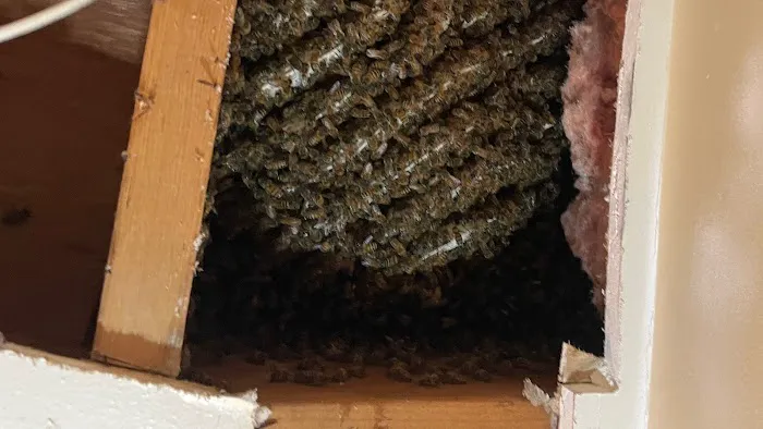 Jacob’s Beekeeping & Removal LLC Picture 3