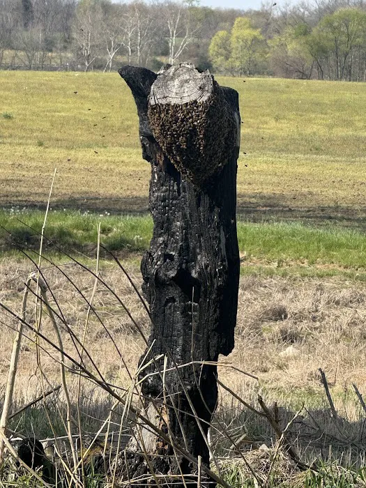 Jacob’s Beekeeping & Removal LLC Picture 6