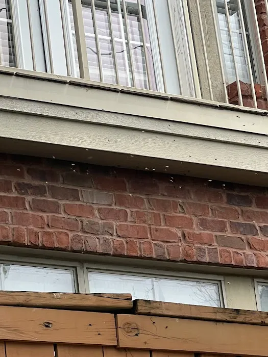 Jacob’s Beekeeping & Removal LLC Picture 4