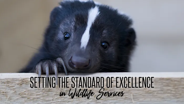 Varment Guard Wildlife Services Picture 7