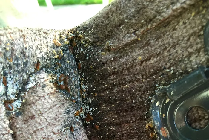 Dayton Pest Control Picture 10