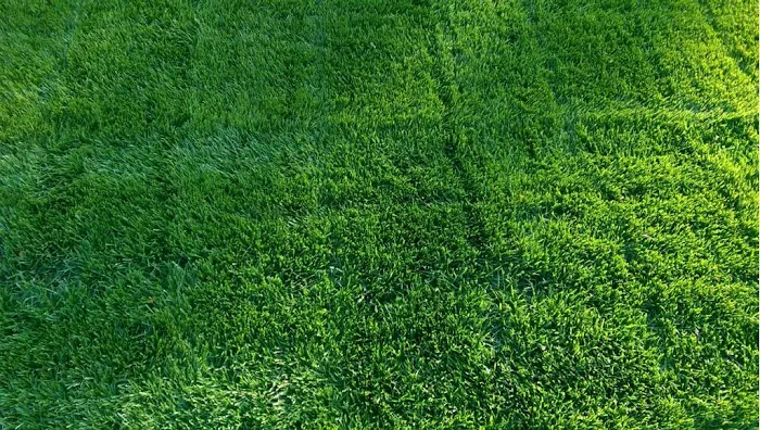 Lawn Plus LLC Picture 8