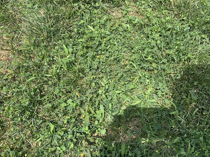 Hometown Turf Picture 1