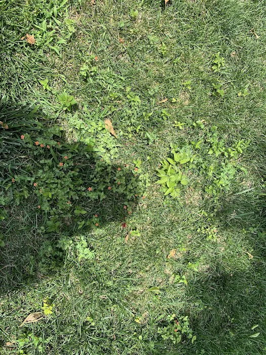 Hometown Turf Picture 5