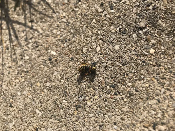 American Pest Professionals Picture 3