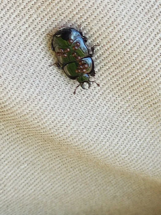 Bug Off Pest Pros Picture 6