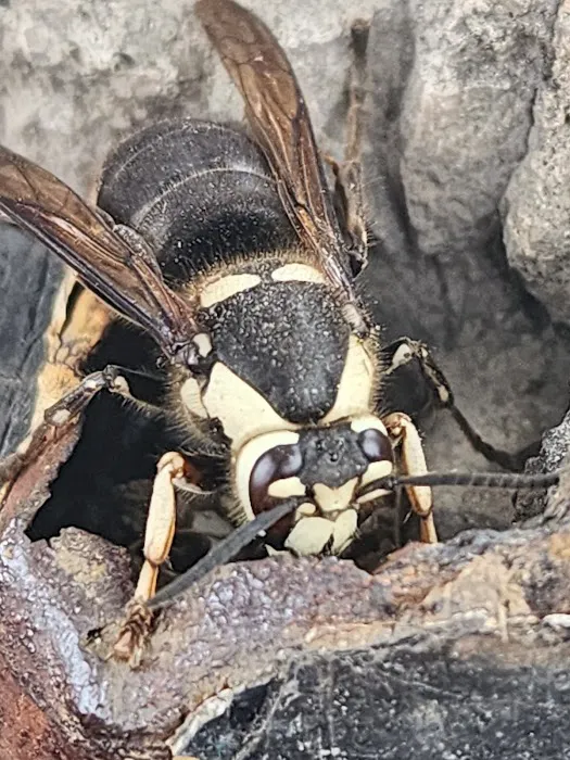 Bug Off Pest Pros Picture 5