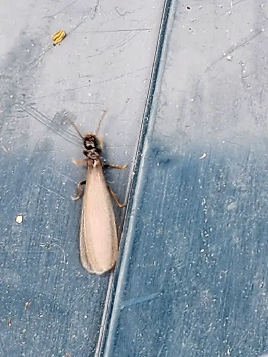 Bug Off Pest Pros Picture 2