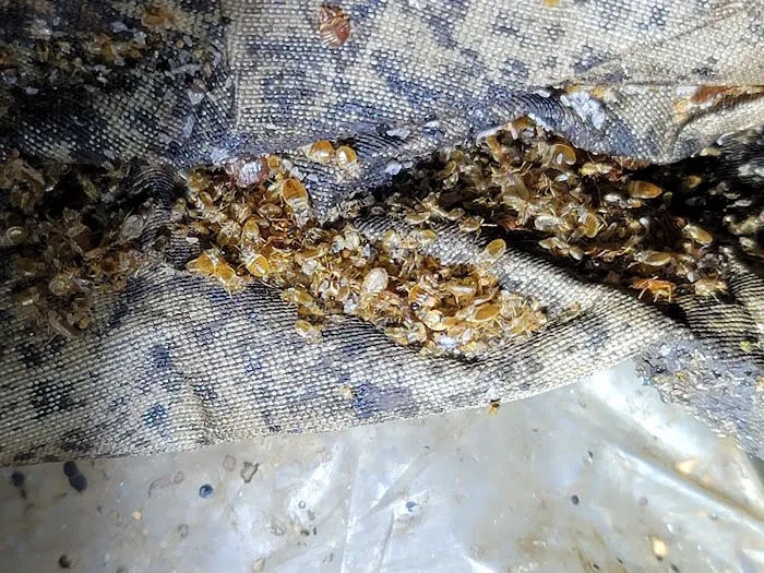 Bug Off Pest Pros Picture 7