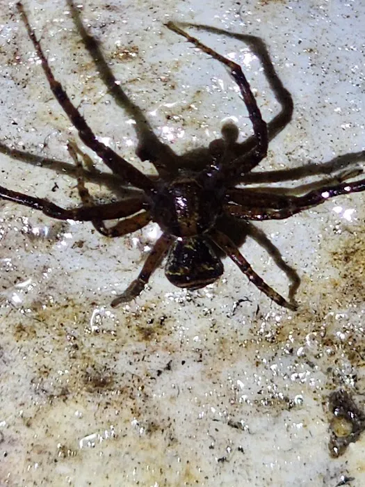 Bug Off Pest Pros Picture 3