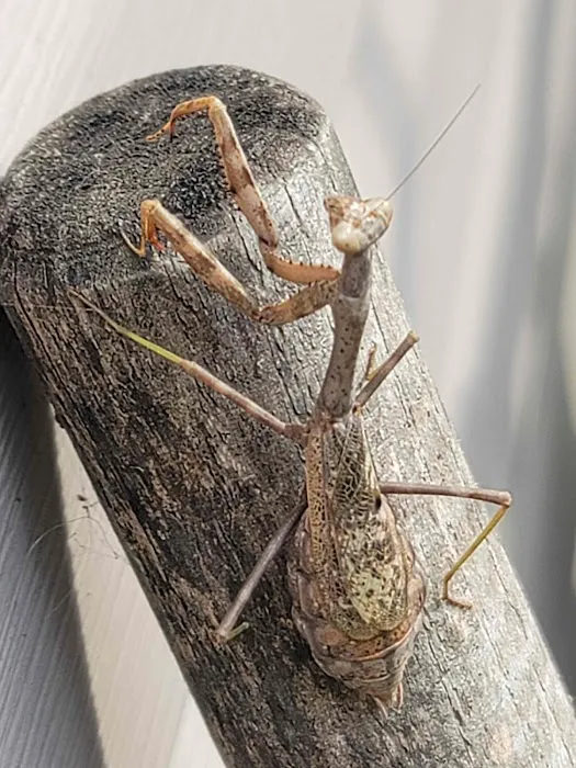 Bug Off Pest Pros Picture 4
