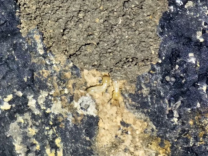 Bug Off Pest Pros Picture 8