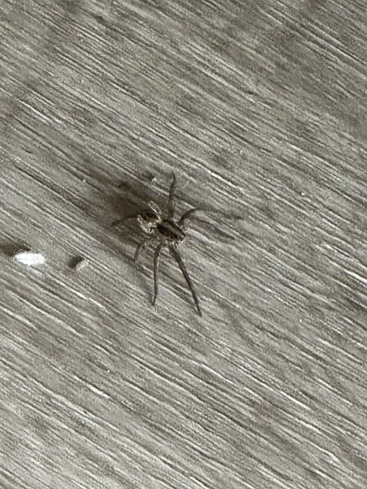 Orkin Picture 2