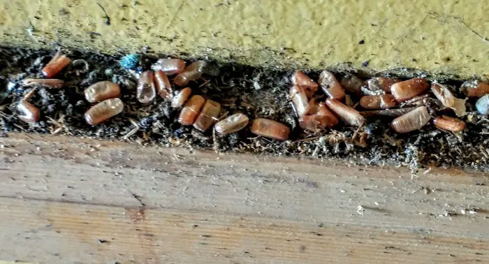 Ampulex Environmental Solutions Picture 8