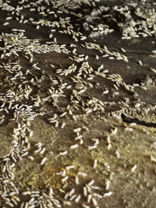 Apking Termite and Pest Control Picture 6