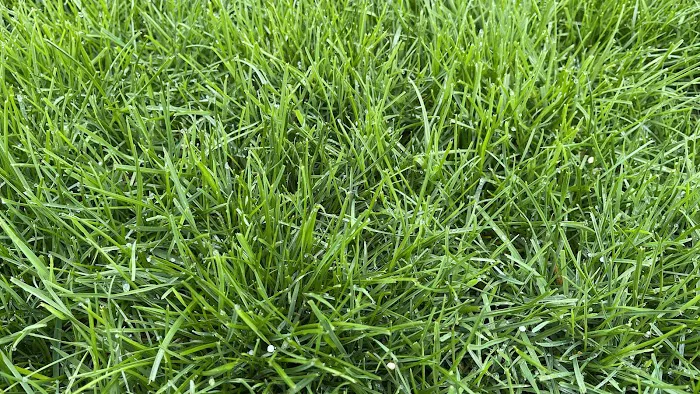 SuperGreen Picture 6