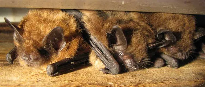 Bats B Gone Picture 4