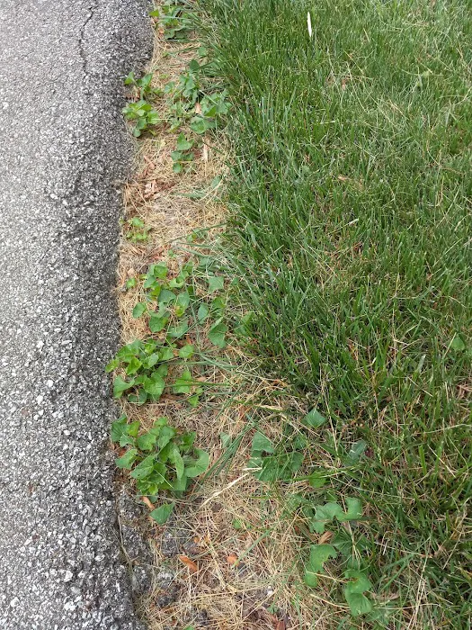 Kapp's Green Lawn Picture 8