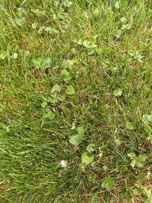 Kapp's Green Lawn Picture 9