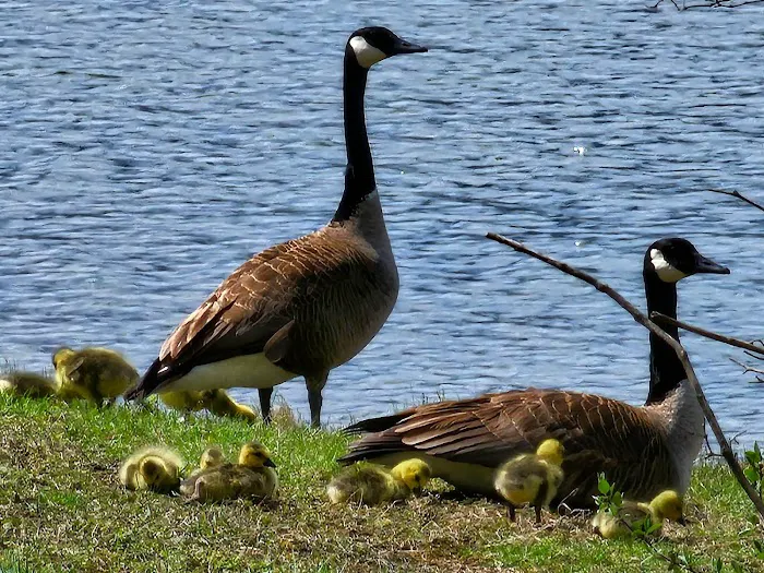 All Out Bird Control, LLC Picture 10