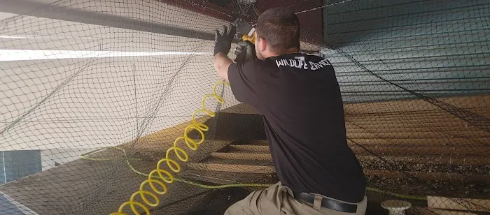 All Out Bird Control, LLC Picture 7