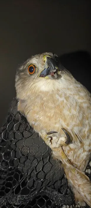 All Out Bird Control, LLC Picture 4
